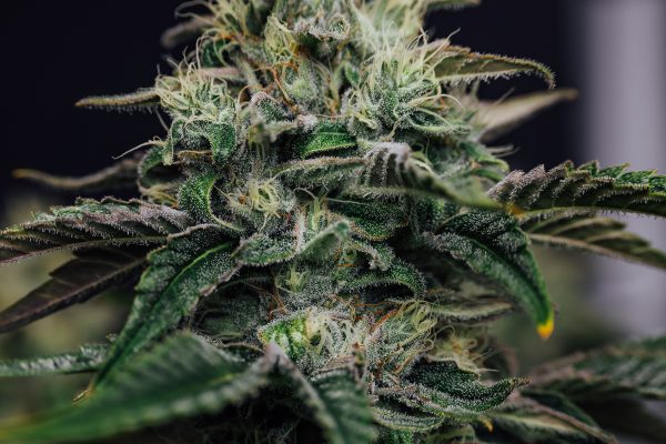 THCA Flower Demystified Everything You Should Know